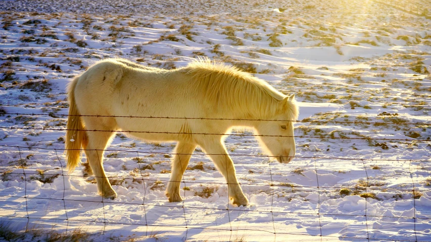 a white horse standing on top of a snow covered field, by Gwen Barnard, pexels contest winner, golden sunlight, reykjavik, dormant in chains, grazing