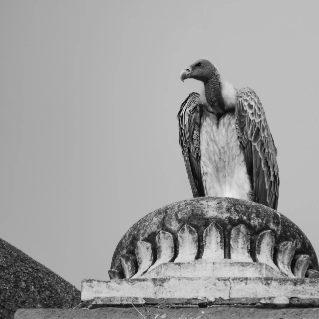 a black and white photo of a vulture on top of a building, a black and white photo, pexels contest winner, baroque, tomb, !! low contrast!!, pose 4 of 1 6, portrait of a old