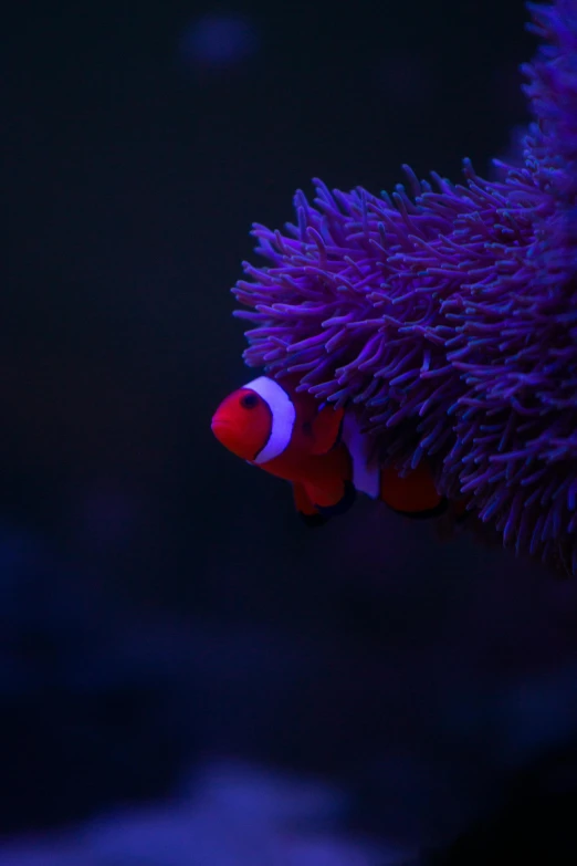 a close up of a clown fish in an aquarium, a portrait, by Greg Staples, unsplash, purple bioluminescence, red and purple, in profile, slide show