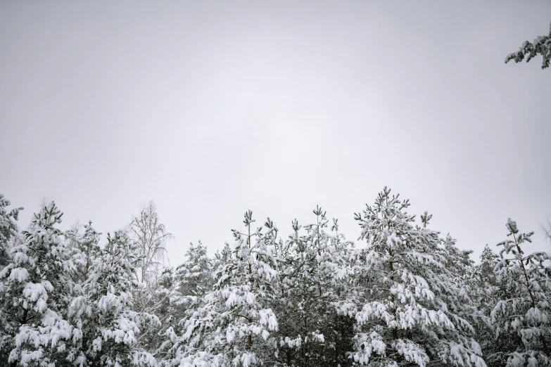 a man riding a snowboard down a snow covered slope, a black and white photo, by Jaakko Mattila, unsplash, postminimalism, ((trees)), with branches! reaching the sky, lots of white cotton, espoo