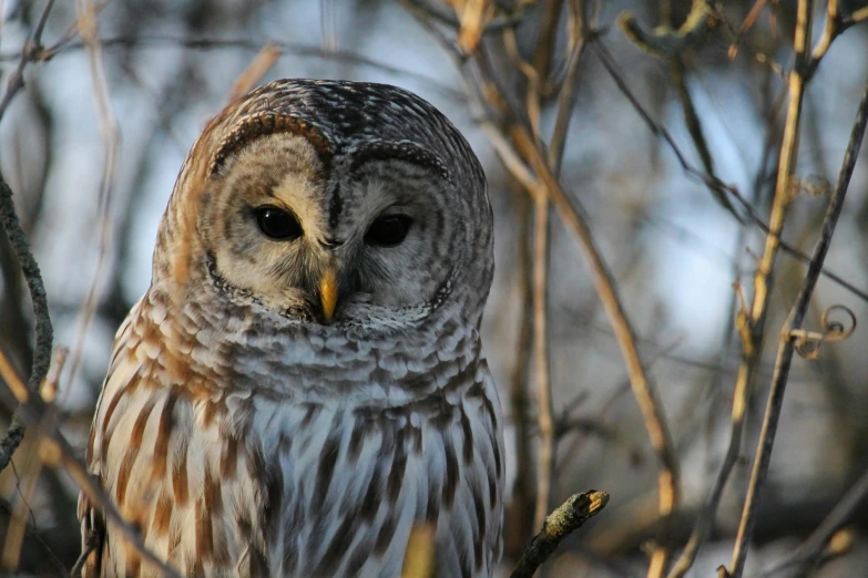 a large owl sitting on top of a tree branch, by Gwen Barnard, pexels contest winner, fan favorite, a bald, full face shot, taken at golden hour