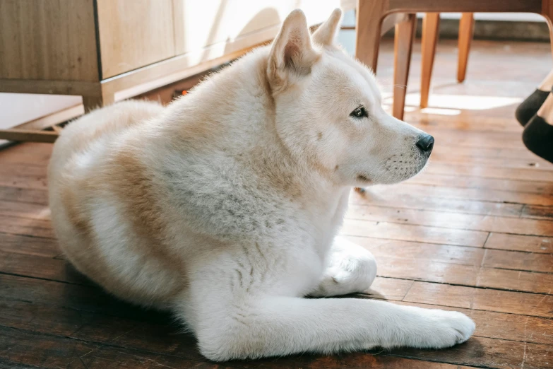 a large white dog laying on top of a wooden floor, inspired by Shiba Kōkan, trending on unsplash, shin hanga, looking from side, ready to eat, beige, inuit