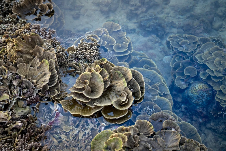 a group of corals sitting on top of a body of water, a microscopic photo, unsplash, precisionism, lpoty, samoan features, hyperdetailed photorealism”, extremely clear and coherent