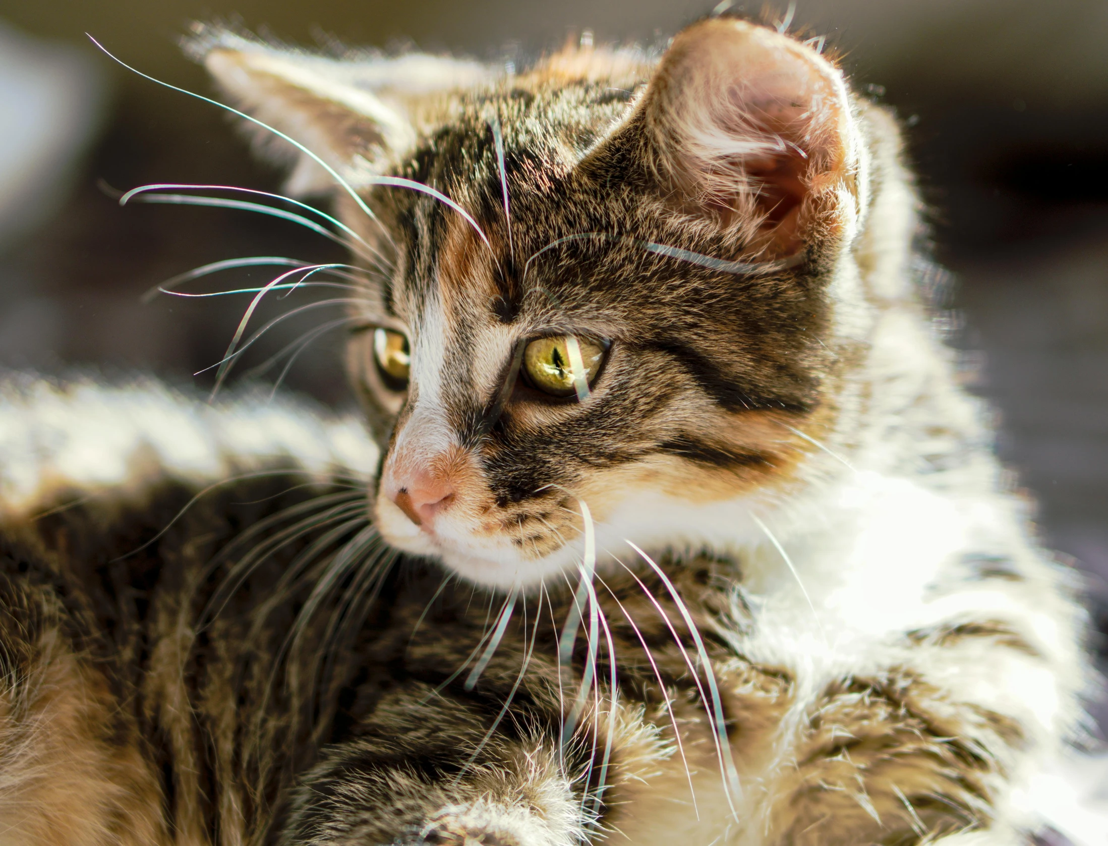 a close up of a cat laying on a bed, in the sun, with pointy ears, an adorable kitten, cute furry needs your help