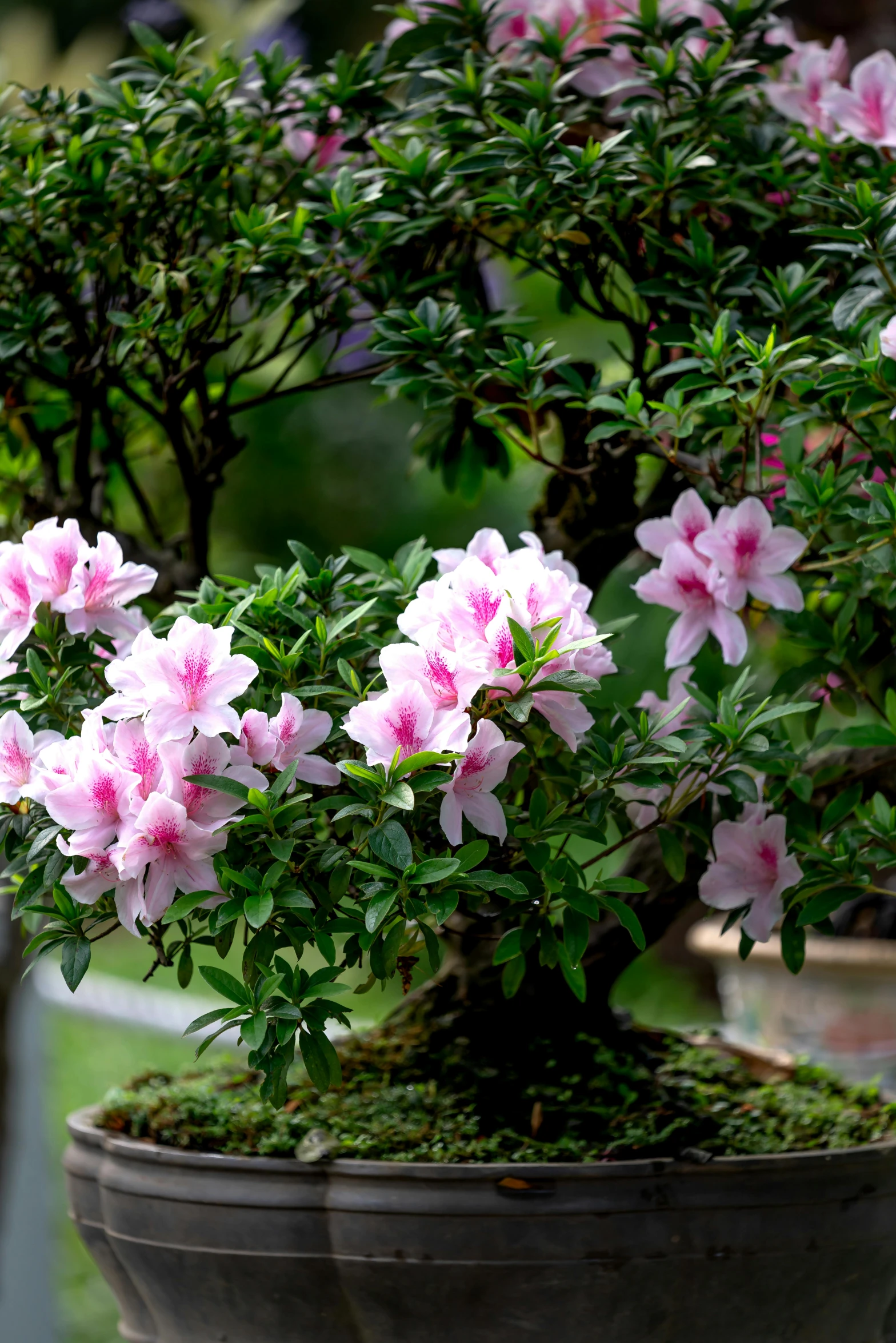 a bonsai tree with pink flowers in a pot, lush surroundings, zoomed in, large opaque blossoms, award winning