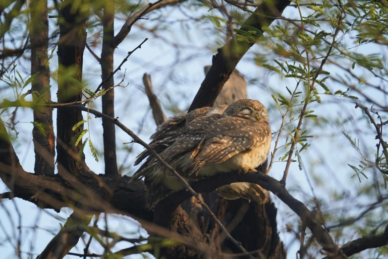 an owl sitting on top of a tree branch, by Gwen Barnard, hurufiyya, seen from afar, sprawled out, vastayan, in the early morning