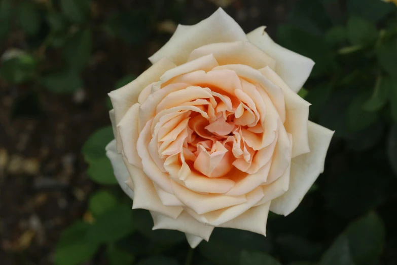 a close up of a pink rose with green leaves, inspired by Edwin Deakin, pexels contest winner, romanticism, (light orange mist), ivory rococo, orange blooming flowers garden, sleek white