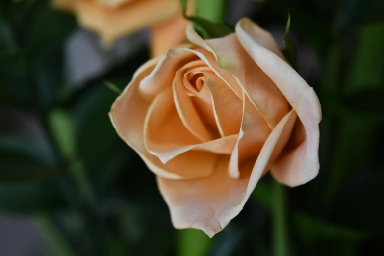 a close up of a pink rose in a vase, light orange values, slightly tanned, highly polished, poignant