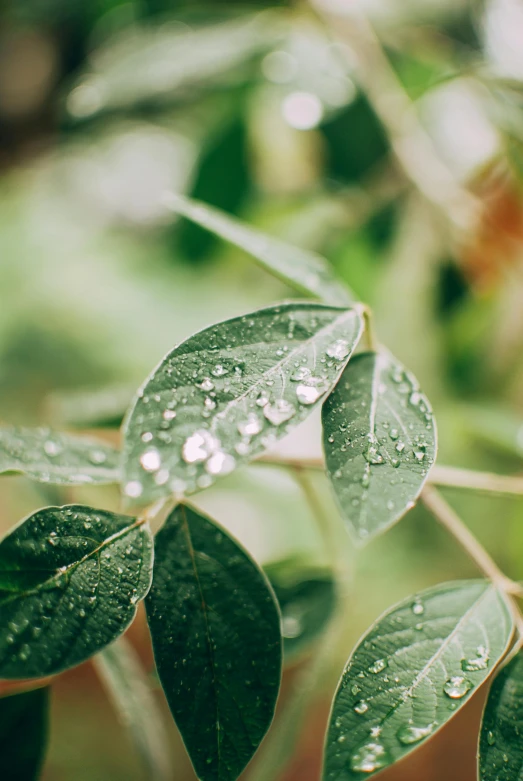 a close up of a plant with water droplets on it, inspired by Elsa Bleda, trending on unsplash, photorealism, leaves and vines, faceted, comforting, no cropping