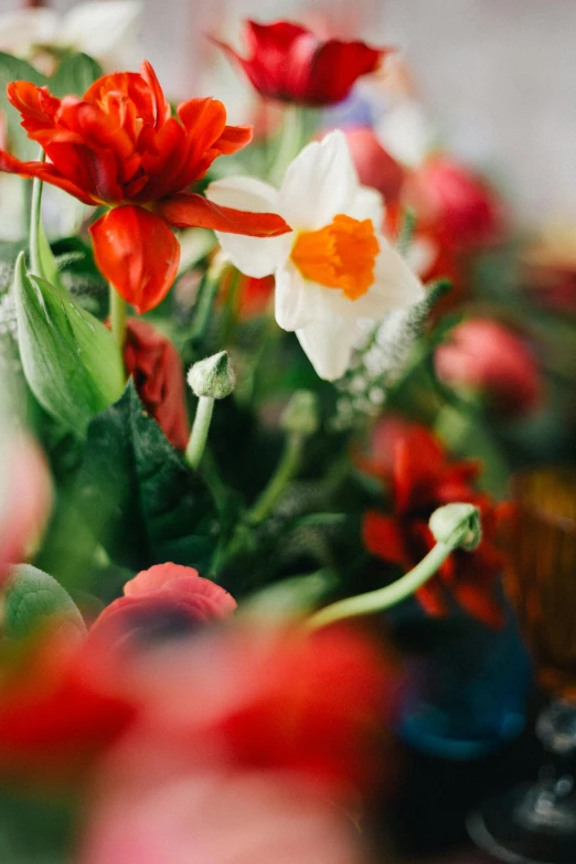 a bunch of flowers sitting on top of a table, red and white flowers, daffodils, vibrant foliage, up close