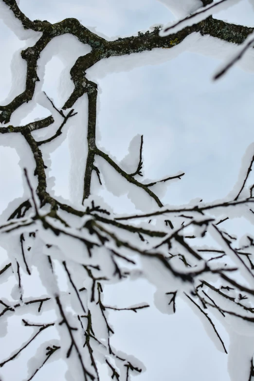 a bird sitting on top of a tree branch covered in snow, an album cover, trending on pexels, abstract detail, dendrites, stacked image, hooded