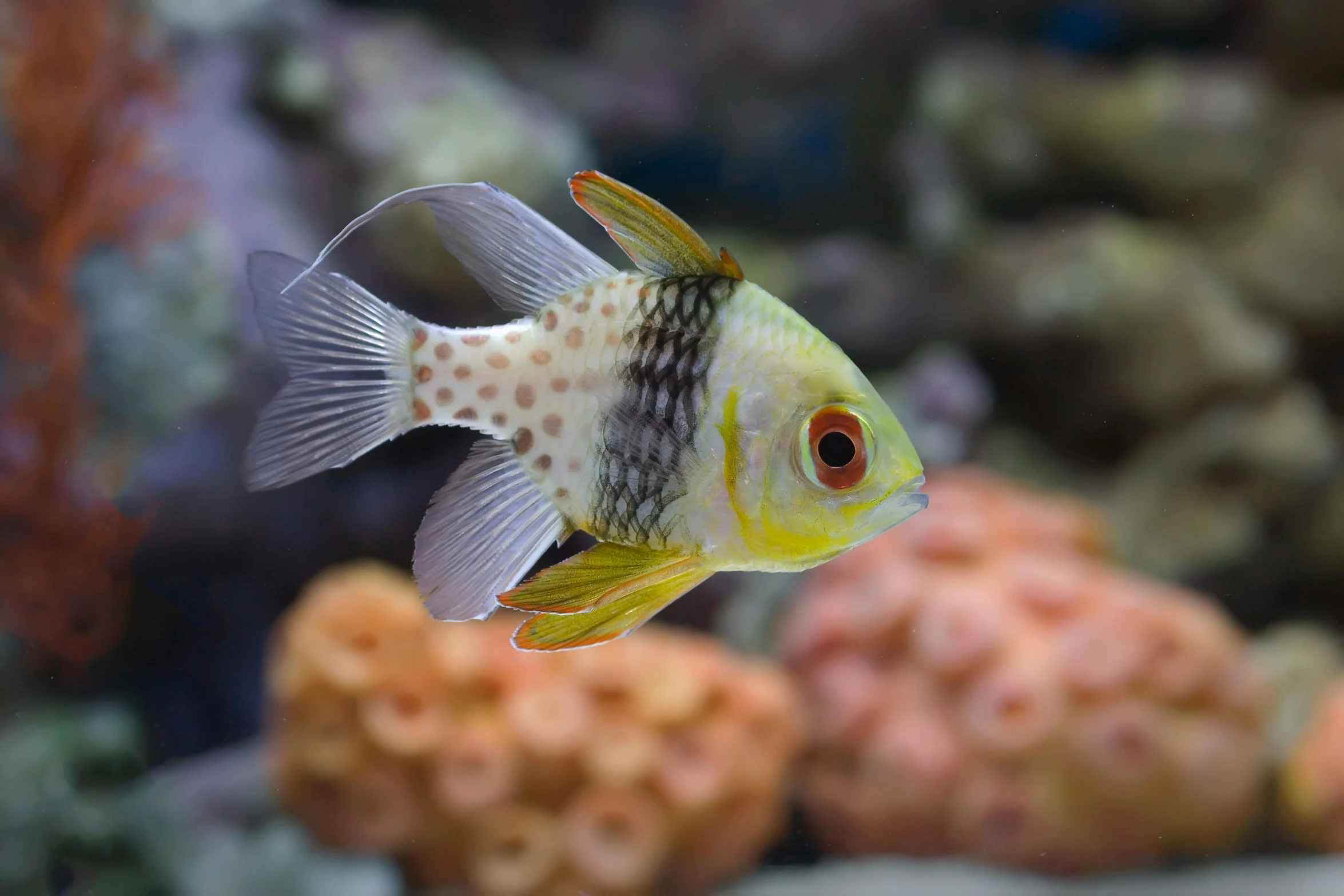 a close up of a fish in an aquarium, by Gwen Barnard, pexels contest winner, okinawa churaumi aquarium, white with black spots, golden fish in water exoskeleton, an olive skinned