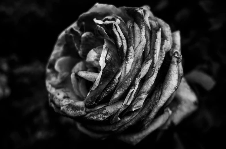 a black and white photo of a rose, a black and white photo, by Daniel Gelon, romanticism, rotting black clay skin, unsplash contest winning photo, monochrome hdr, disease