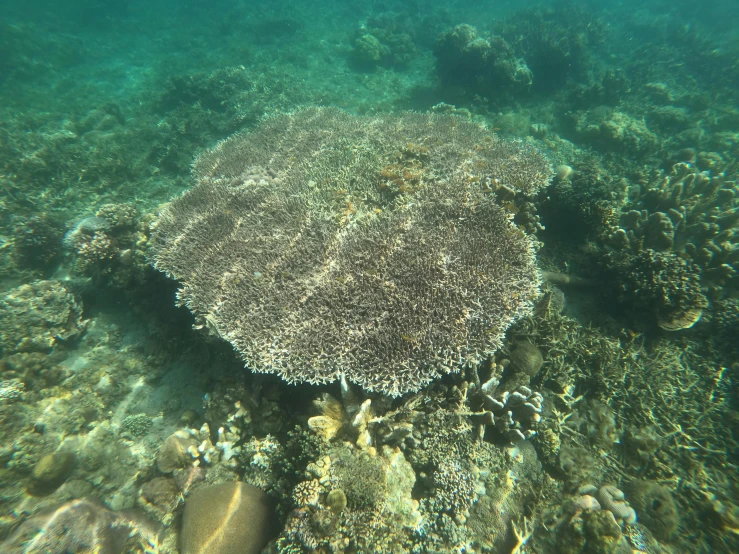 an image of a coral reef in the ocean, an album cover, unsplash, hurufiyya, underside, low quality photo, brown, australian