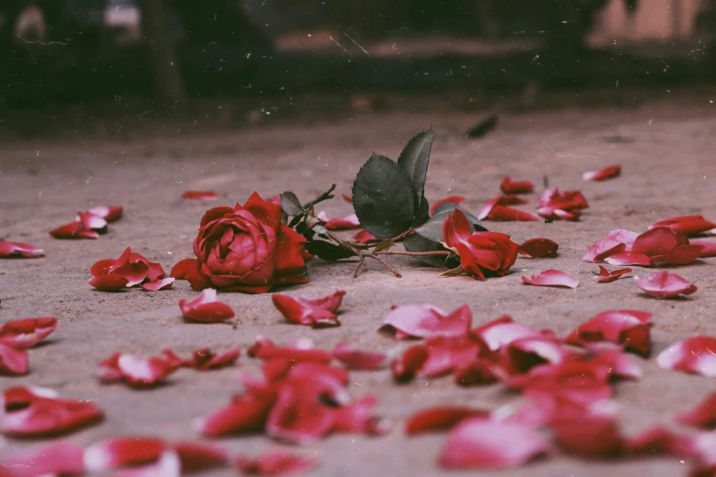 a rose that is laying on the ground, pexels contest winner, romanticism, old photo scattered, crimson themed, with flowers, low detailed