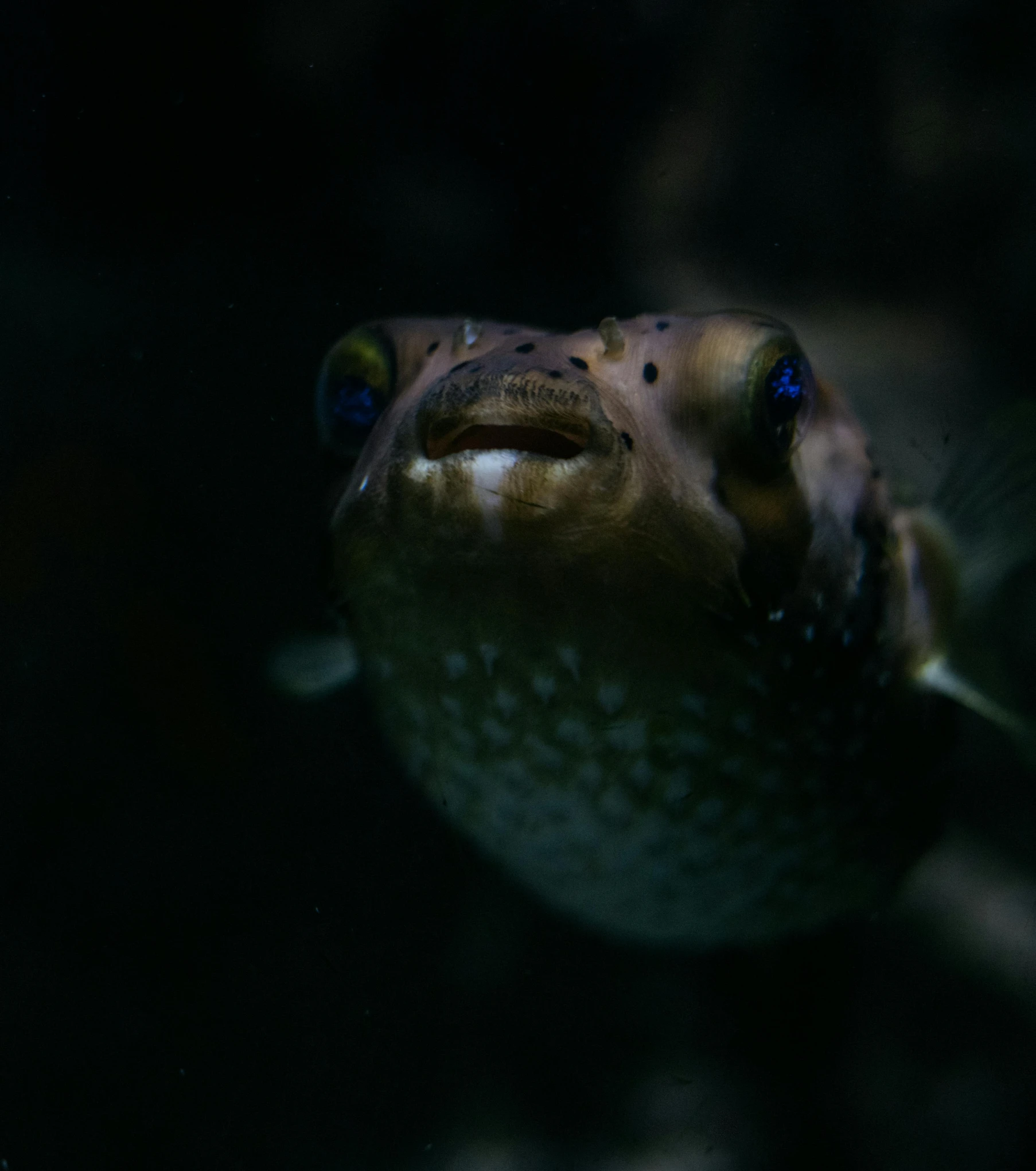 a close up of a puffer fish in the dark, unsplash, portrait shot 8 k, blank stare”, 4k photo”, skinny grunt face