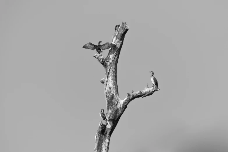 a black and white photo of two birds perched on a dead tree, dinosaur wooden statue, bird\'s eye view, 2019 trending photo, photo of crocodile