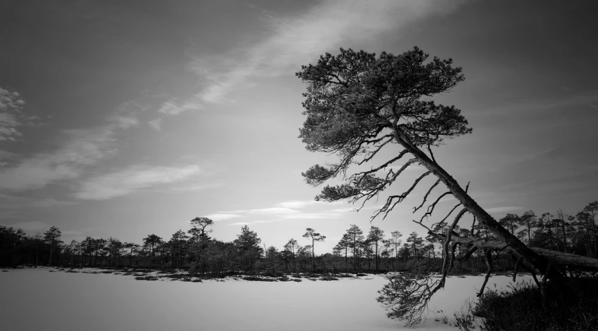 a black and white photo of a tree in the snow, by Jesper Myrfors, beautiful pine tree landscape, lake, moor, stretch