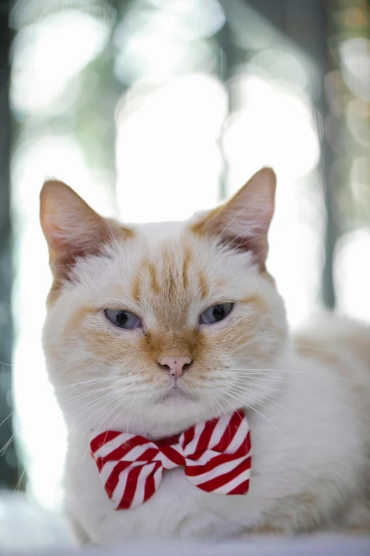 a white cat wearing a red and white bow tie, not smiling, wearing festive clothing, 2019 trending photo, non-binary