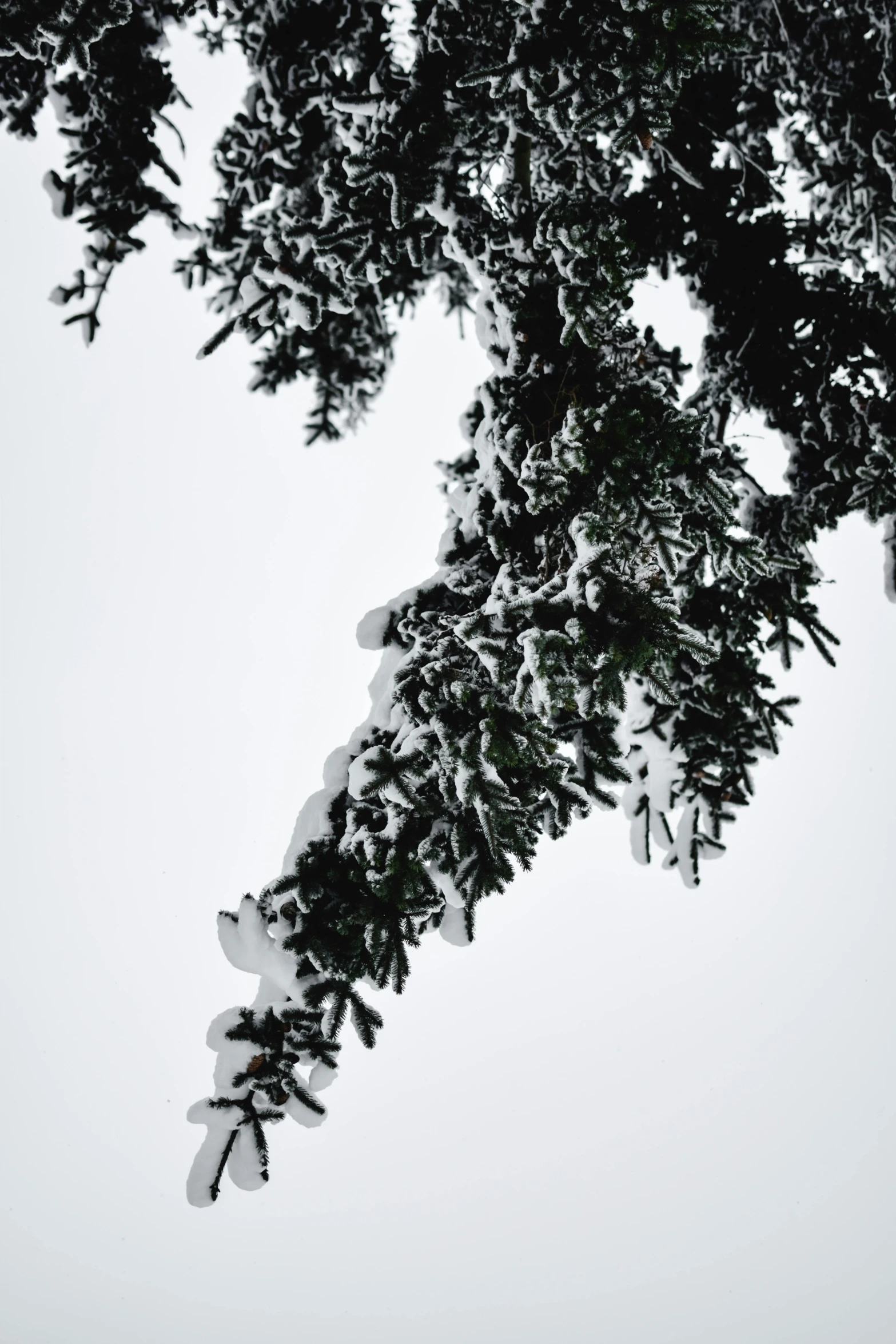 a black and white photo of a snow covered tree, a photo, by Sven Erixson, unsplash, a green, branches composition abstract, ((trees))