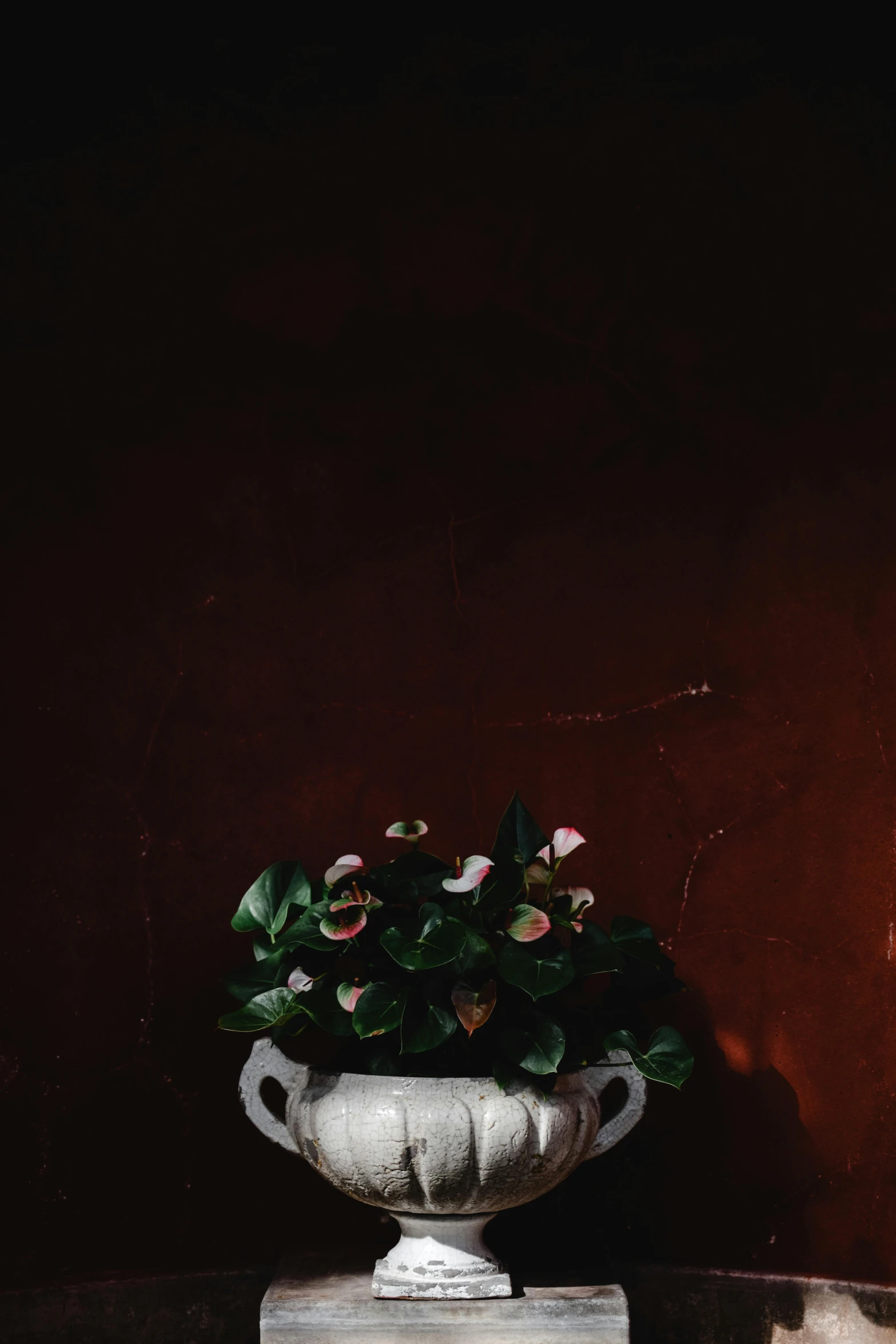 a vase filled with flowers sitting on top of a table, a still life, unsplash, baroque, red and green lighting, fig leaves, low quality photo, dark image