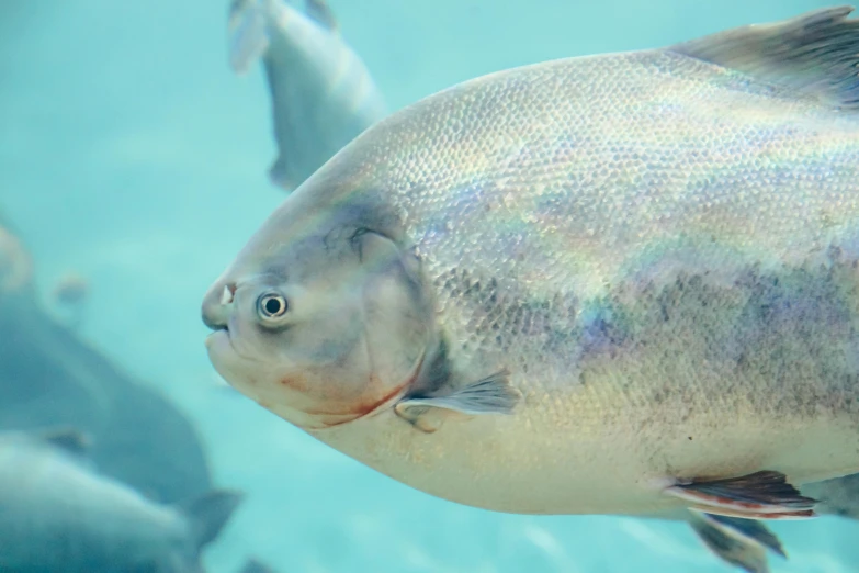 a group of fish swimming next to each other, a screenshot, pexels contest winner, photorealism, an obese, iridescent skin, closeup 4k, te pae