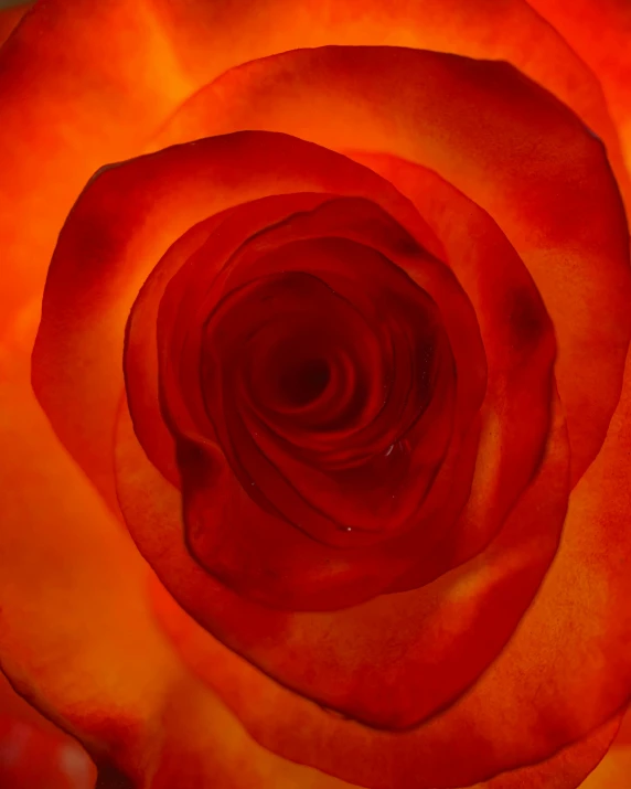 a close up of a red rose in a vase