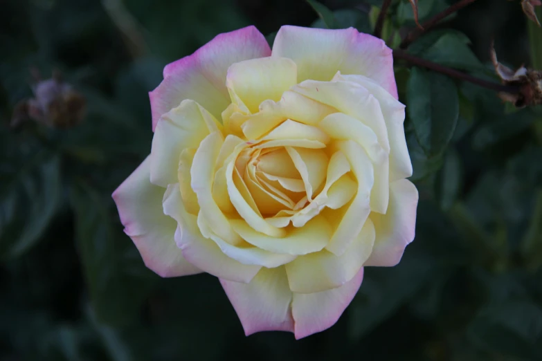 a close up of a pink and yellow rose, unsplash, taken in the late 2010s, albino mystic, today\'s featured photograph 4k, manuka