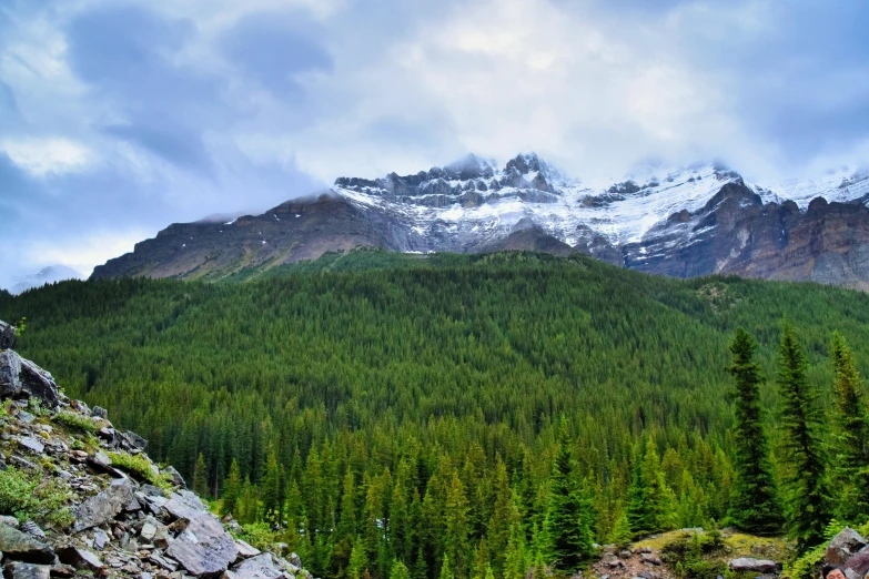 a view of a mountain with pine trees in the foreground, pexels contest winner, hurufiyya, banff national park, lush and green, glaciers, no crop