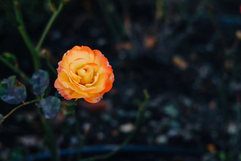 a close up of a flower on a plant, inspired by Elsa Bleda, unsplash, romanticism, rose garden, orange yellow ethereal, against dark background, ground - level medium shot