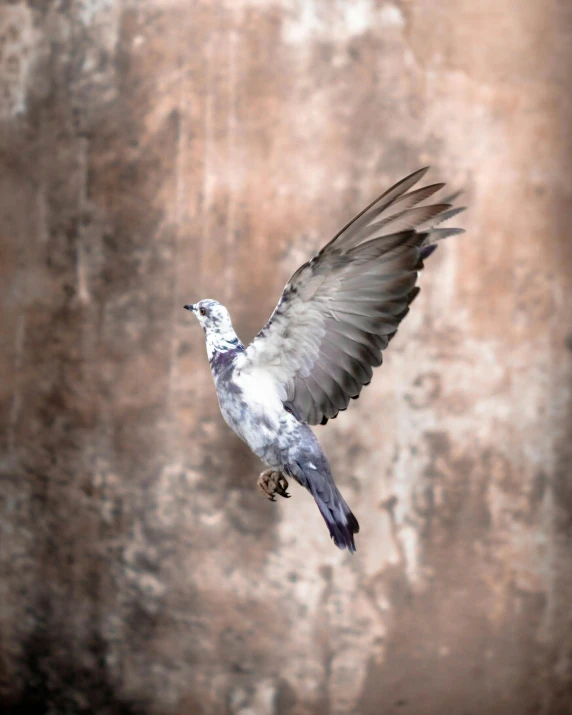 a bird that is flying in the air, a photo, pexels contest winner, renaissance, gray mottled skin, on a wall, flash photo, silver and muted colors