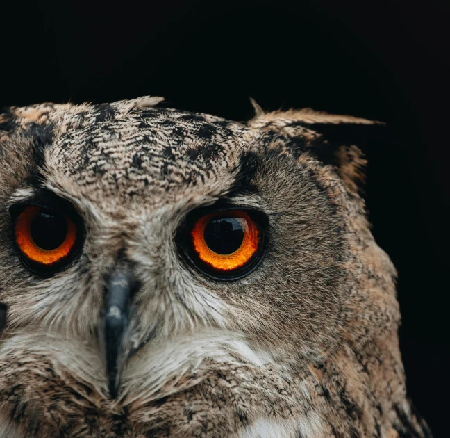 a close up of an owl with orange eyes, a portrait, by Adam Marczyński, trending on pexels, on a gray background, at nighttime, bird\'s eye view, eye - level medium - angle shot