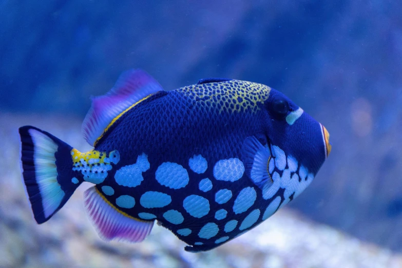 a close up of a fish in a tank, blue and purple, spotted, an ocean, coral