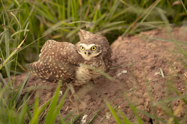 a small owl sitting on top of a pile of dirt, giant eyes in the grass, running towards camera, promo image, slide show