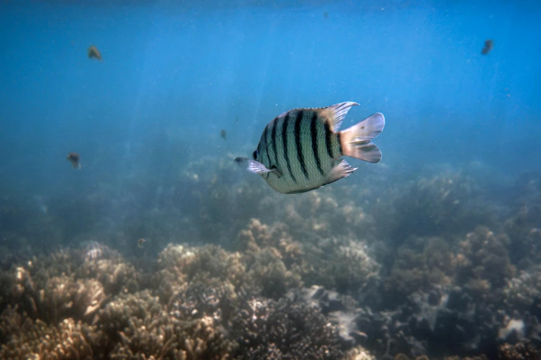 a fish that is swimming in the water, unsplash, hurufiyya, elegant coral sea bottom, shot on sony a 7, manly, striped