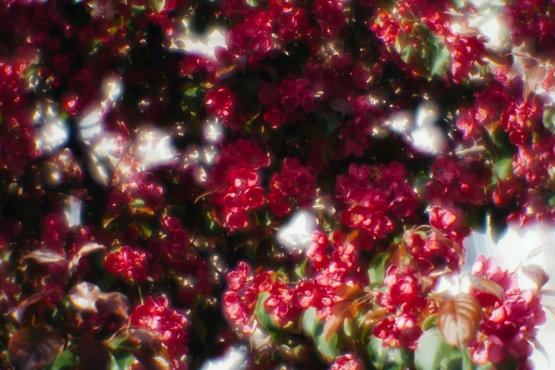 a bunch of red flowers sitting on top of a lush green field, an album cover, unsplash, generative art, glossy flecks of iridescence, bougainvillea, 70mm film screenshot, kaleidoscopic
