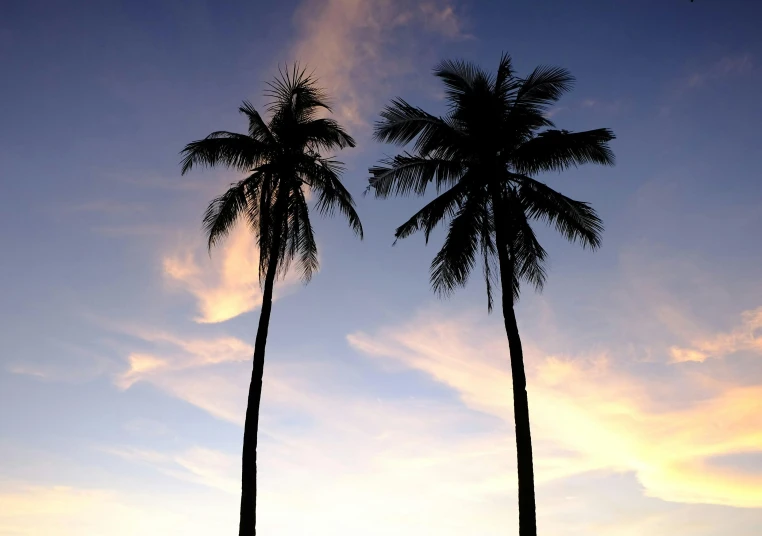 a couple of palm trees standing next to each other, profile image, at dawn, multiple stories, puerto rico