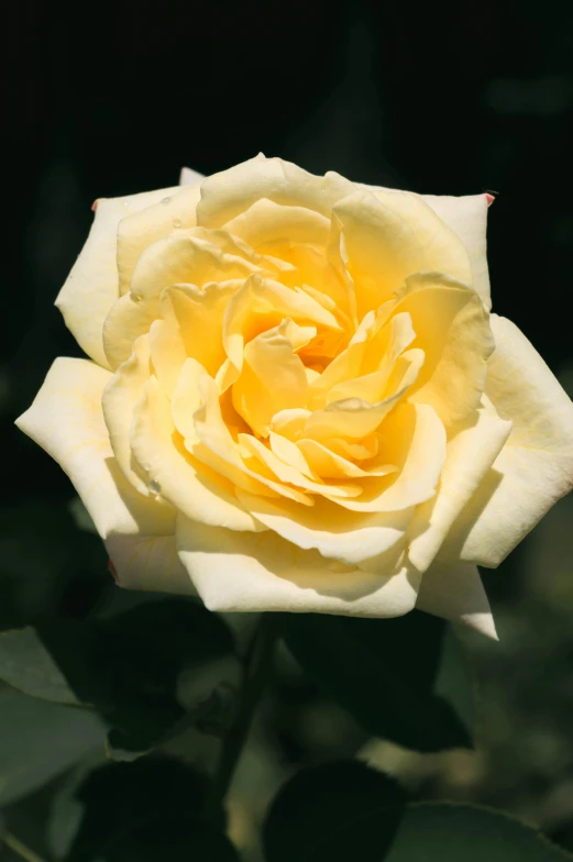 a close up of a yellow rose with green leaves, intense albino, paul barson, taken in the late 2010s, slide show