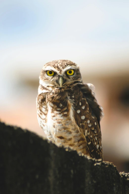 a small owl sitting on top of a wooden fence, sitting atop a dusty mountaintop, looking content, sits on a rooftop, spectacled