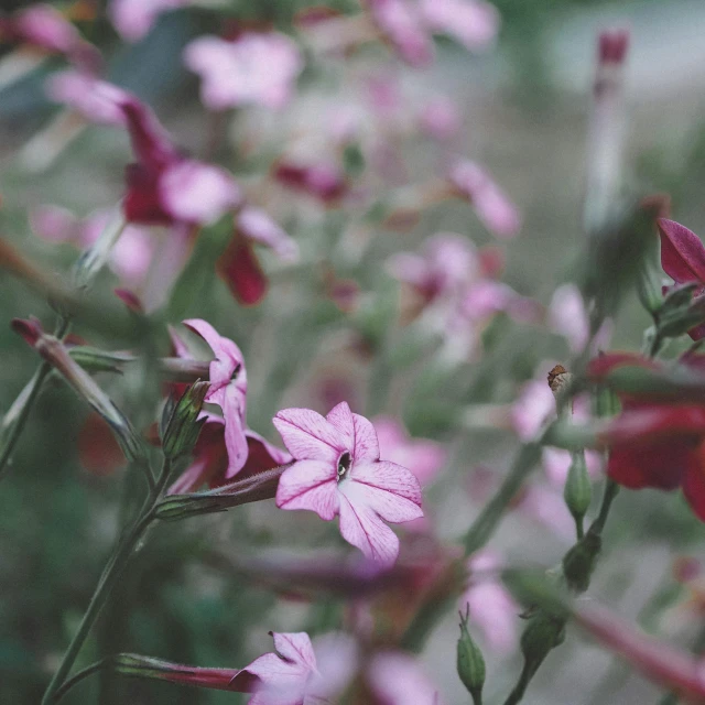 a bunch of pink flowers sitting on top of a lush green field, by Emma Andijewska, pexels contest winner, renaissance, lobelia, vintage soft grainy, tiny crimson petals falling, gardening