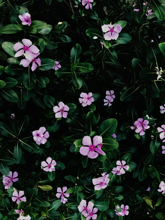 a bunch of purple flowers sitting on top of a lush green field, an album cover, trending on unsplash, dark green leaves, dark flower pattern wallpaper, 🌸 🌼 💮, tropical flowers