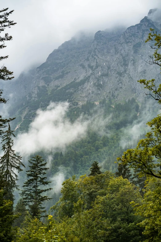 a forest filled with lots of trees next to a mountain, covered in clouds, in between a gorge, alps, grey