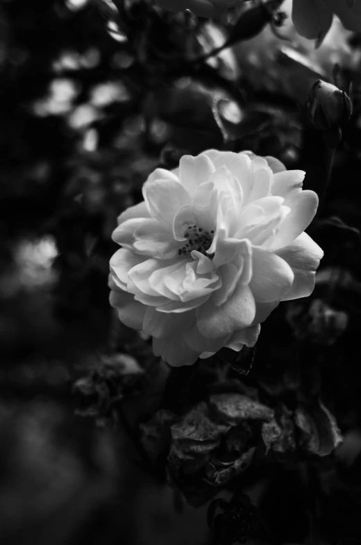 a black and white photo of a flower, romanticism, 15081959 21121991 01012000 4k, medium format. soft light, rose garden, 🌺 cgsociety