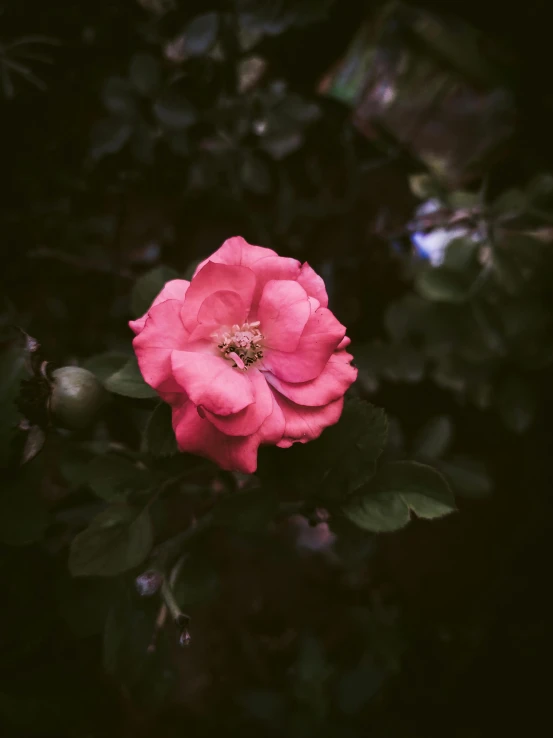 a close up of a pink flower with green leaves, an album cover, inspired by Elsa Bleda, unsplash, romanticism, dark setting, low quality photo, rose garden, medium format