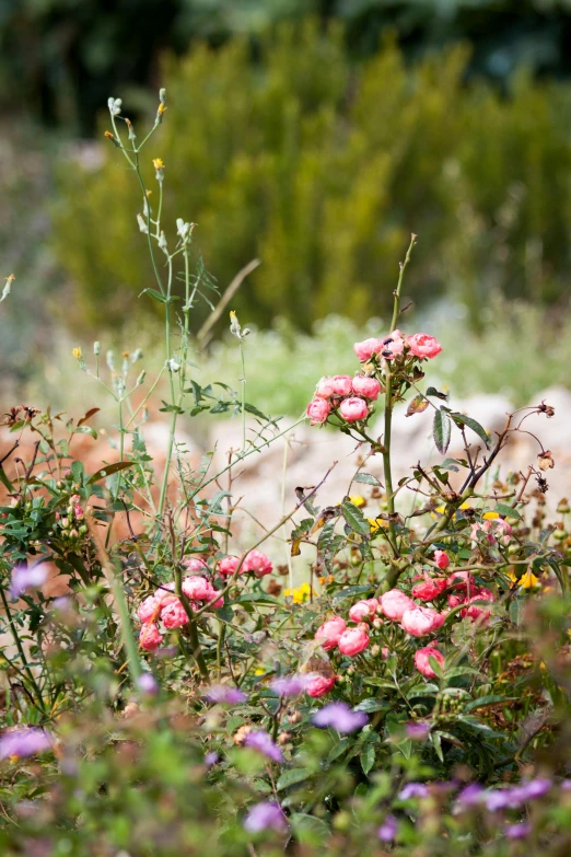 a cat sitting on top of a lush green field, pastel roses, desert flowers, exterior botanical garden, pink bees