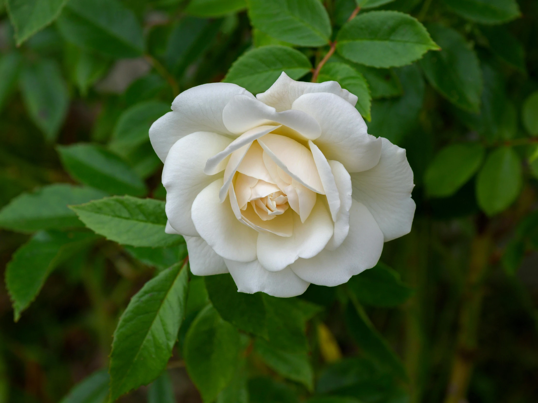 a close up of a white rose with green leaves, unsplash, renaissance, in a cottagecore flower garden, taken in the late 2000s, no cropping, vanilla