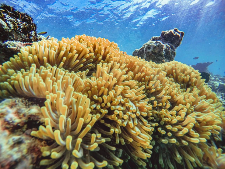 a group of sea anemons on a coral reef, unsplash, great barrier reef, 🦩🪐🐞👩🏻🦳, photo of a camp fire underwater, clown fish