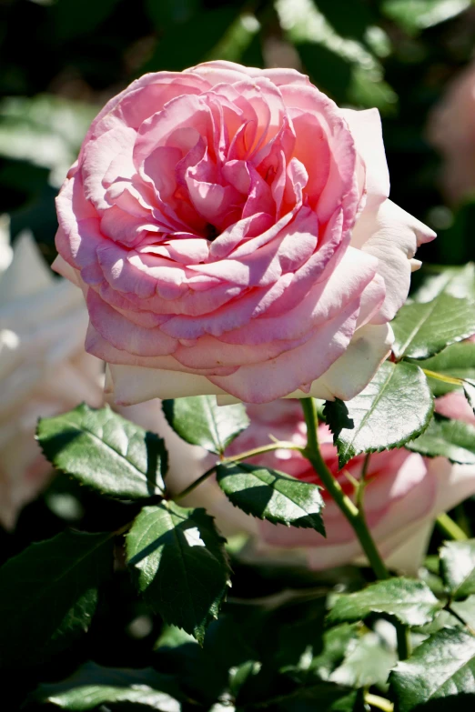 a pink rose is blooming in a garden, by Robert Thomas, in bloom greenhouse, zoomed in, award - winning, hearts