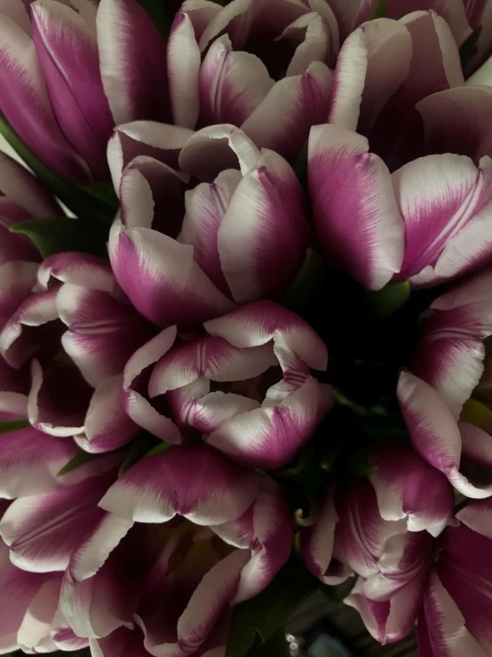 a vase filled with purple and white flowers, a macro photograph, tulip, full frame image, trending photo