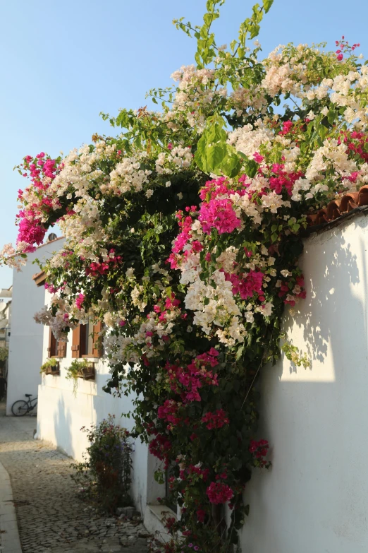 a white wall with pink and white flowers on it, southern european scenery, end of the day, full of colour, fully covered